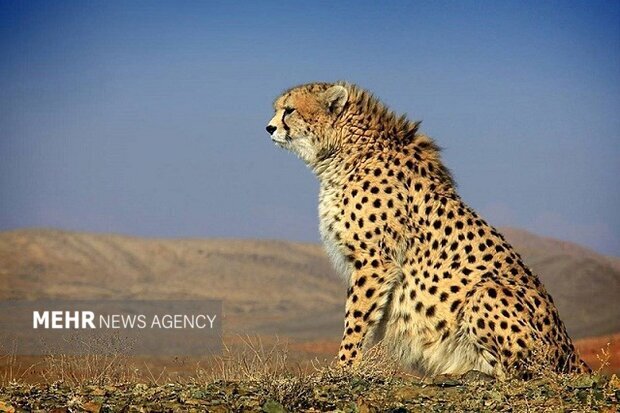 امید در زیست‌گاه یوزپلنگ‌ها؛ مشاهده دو یوز آسیایی در توران شاهرود