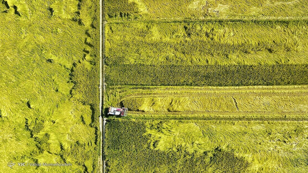 مشکلات تنظیم بازار محصولات کشاورزی با اجرای مصوبه الگوی کشت برچیده میشود