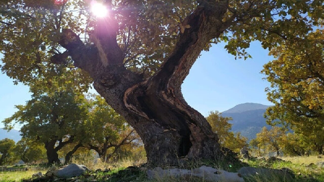 بلوط لرستان؛ گنجی که ایستاده جان می‌دهد