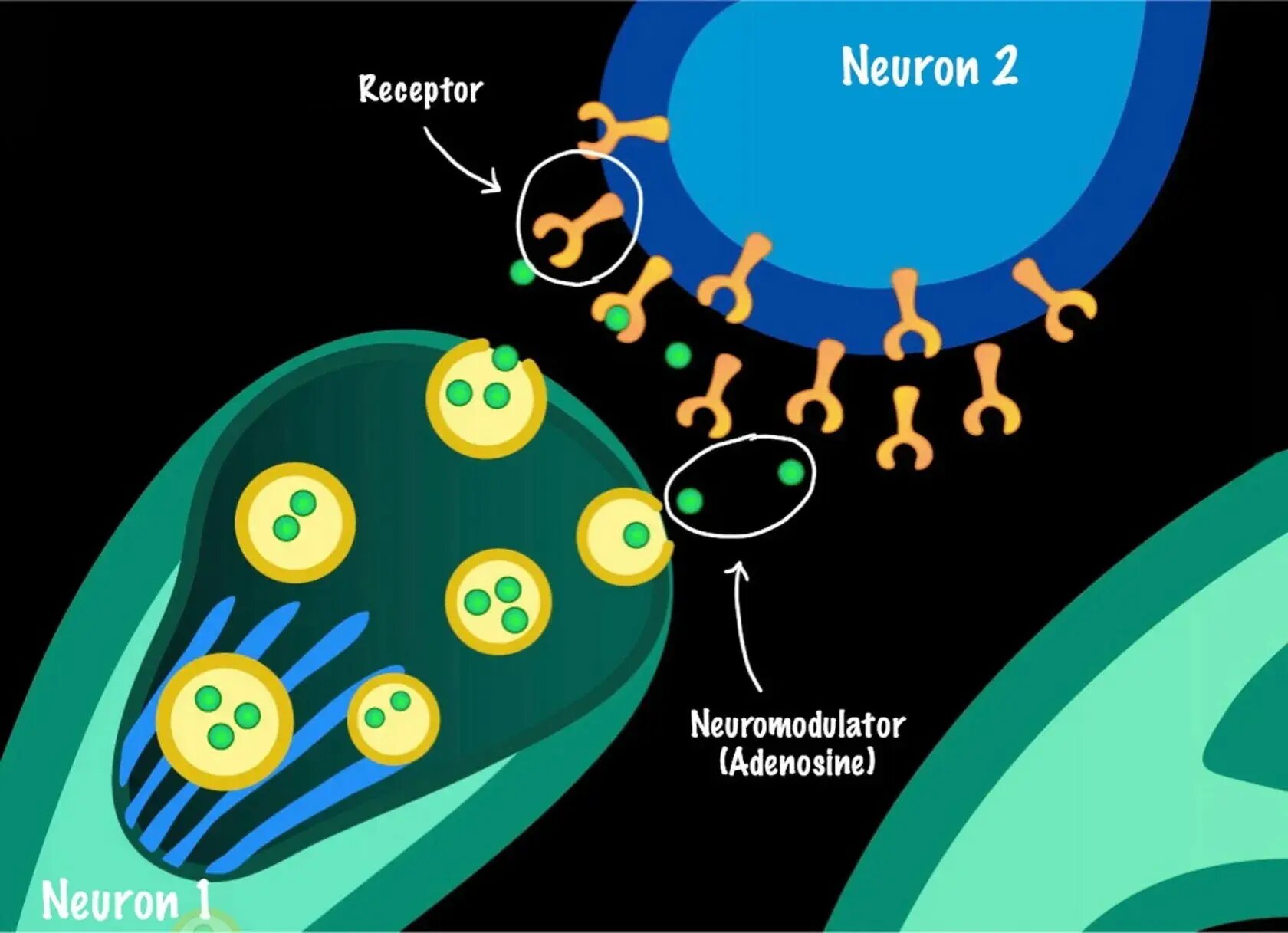 اگر قهوه بیدارتان نمی‌کند، تکنیک «نپوچینو» را امتحان کنید