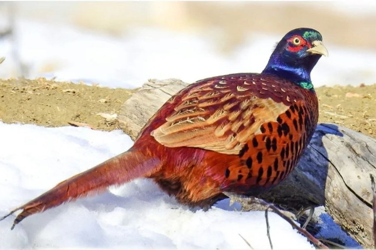 قرقاول زیبای ایرانی در طبیعت برفی شهر راز خراسان شمالی