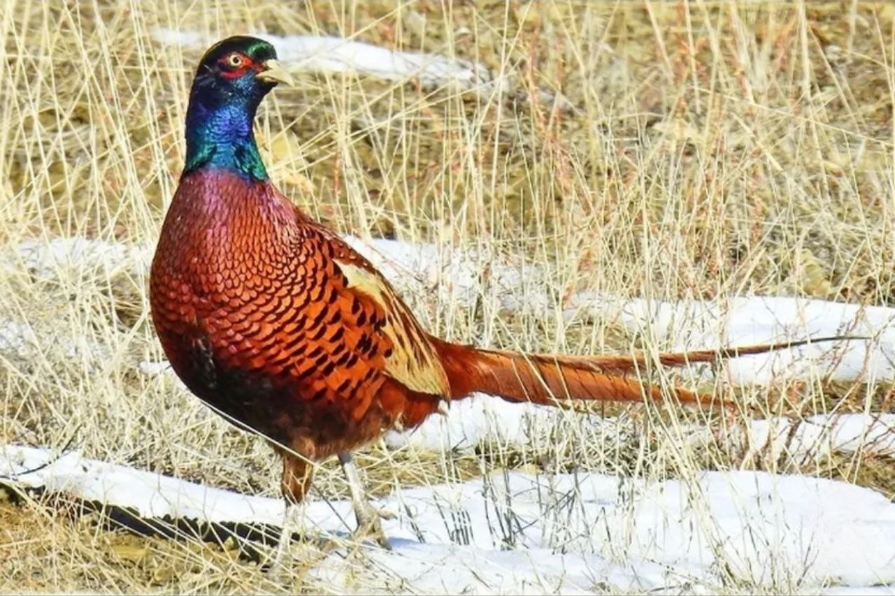 قرقاول زیبای ایرانی در طبیعت برفی شهر راز خراسان شمالی