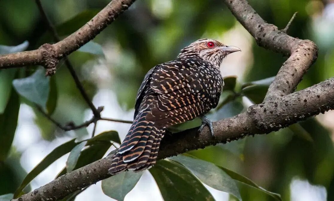 می‌دانید چرا «کوکو» تخم‌های خود را در لانه کلاغ می‌گذارد؟