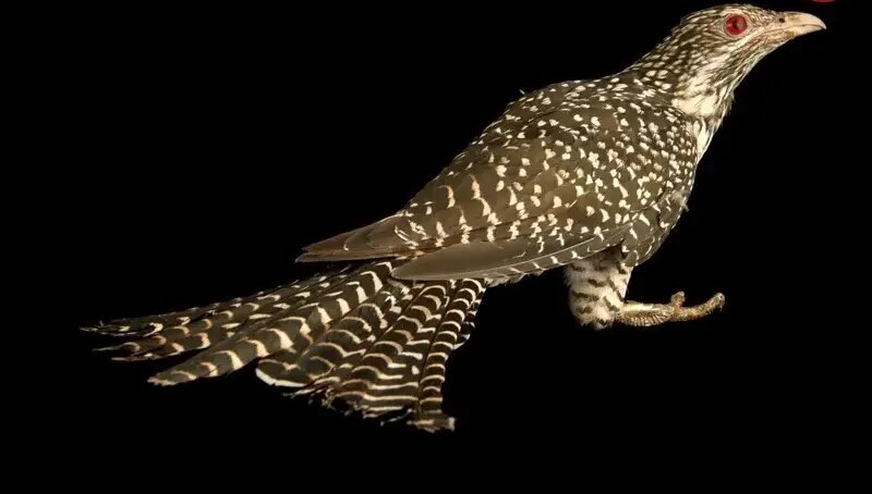 می‌دانید چرا «کوکو» تخم‌های خود را در لانه کلاغ می‌گذارد؟