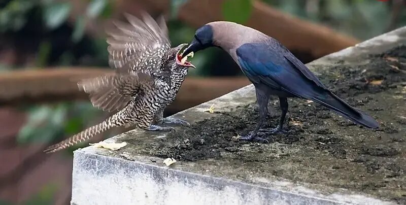 می‌دانید چرا «کوکو» تخم‌های خود را در لانه کلاغ می‌گذارد؟