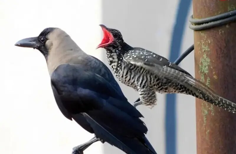 می‌دانید چرا «کوکو» تخم‌های خود را در لانه کلاغ می‌گذارد؟