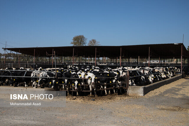 حفظ سرمایه دامی و افزایش بهره‌وری اولویت اصلی کشور است