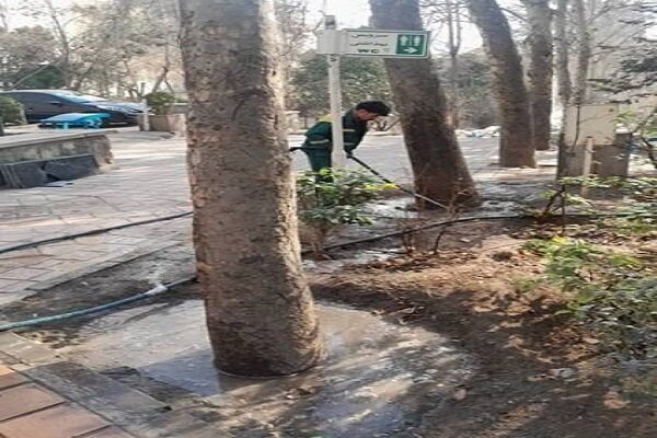 طبیعتدرمانی زمستانی درختان در منطقه یک تهران