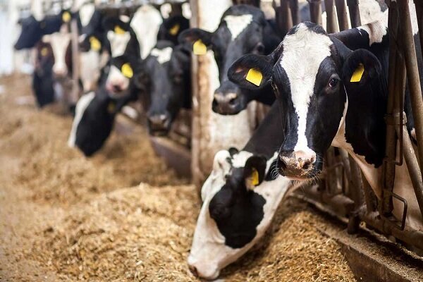 حذف ارز ۲۸۵۰۰ تومان از کالاهای اساسی و شوک اقتصادی