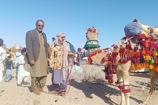 برگزاری جشنواره لوک برتر همزمان با مسابقات شتردوانی در دلگان