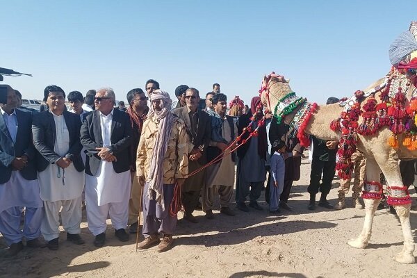 برگزاری جشنواره لوک برتر همزمان با مسابقات شتردوانی در دلگان