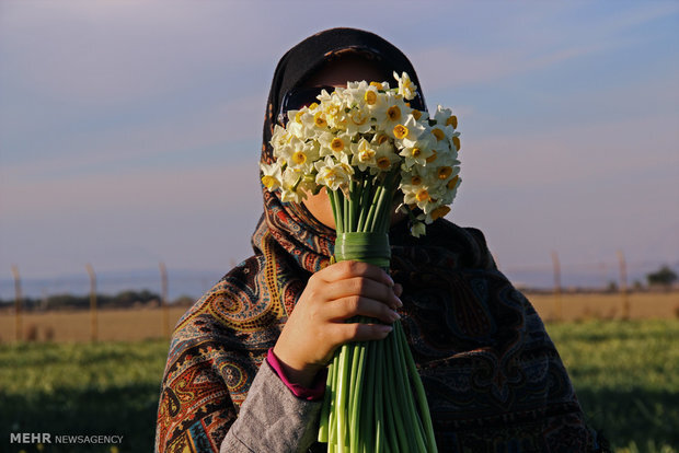 نرگسهای بهبهان؛ عطری که میتواند برند جهانی شود