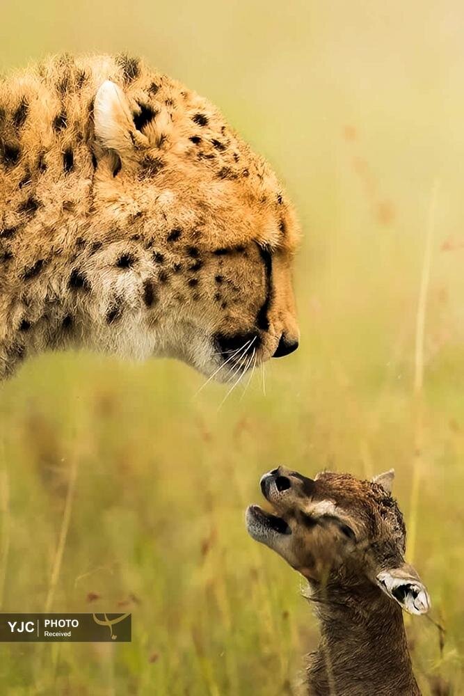 عکس/ تصاویری دیدنی از حیات وحش آفریقا