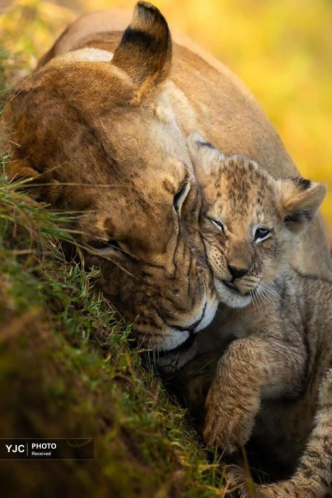 عکس/ تصاویری دیدنی از حیات وحش آفریقا