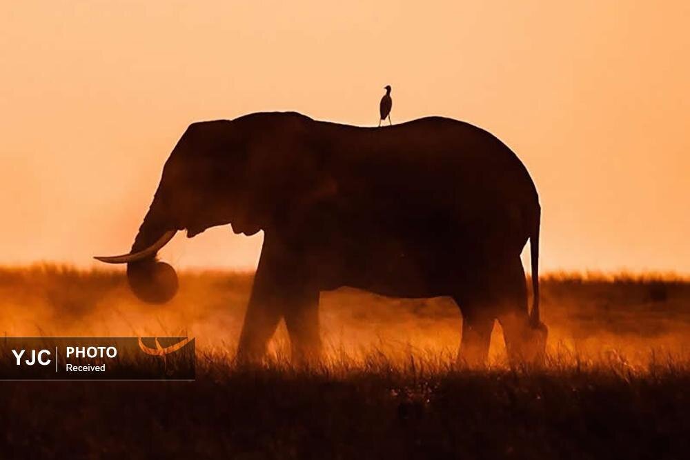 عکس/ تصاویری دیدنی از حیات وحش آفریقا