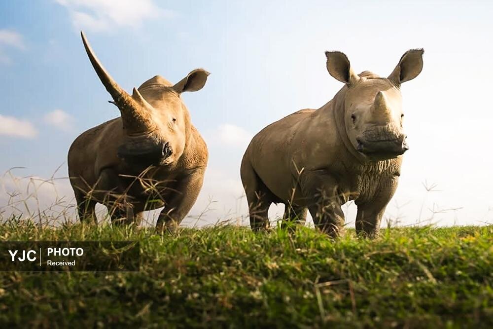 عکس/ تصاویری دیدنی از حیات وحش آفریقا