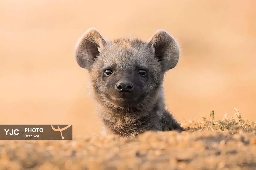 عکس/ تصاویری دیدنی از حیات وحش آفریقا