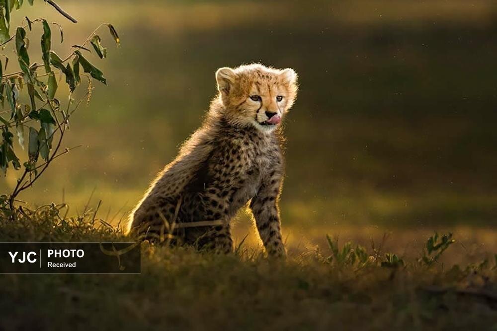 عکس/ تصاویری دیدنی از حیات وحش آفریقا