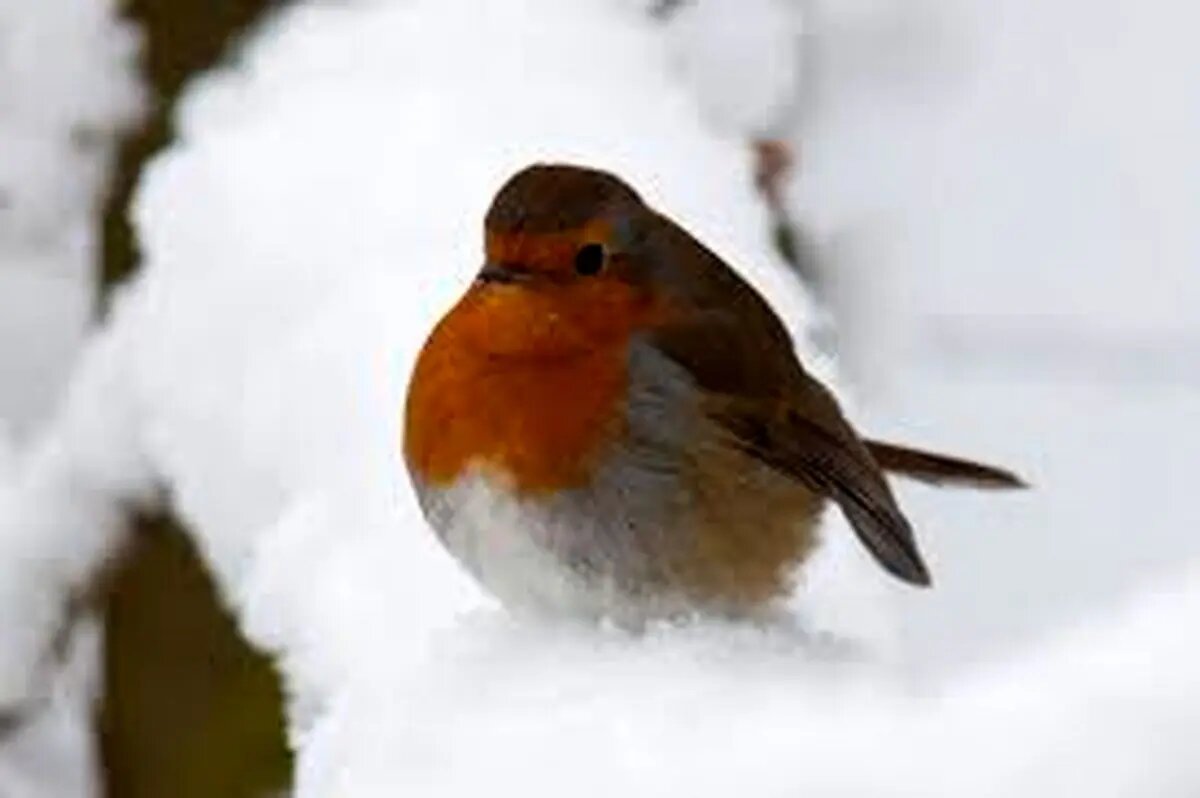 پرندگان زمستان را چگونه می‌گذرانند؟