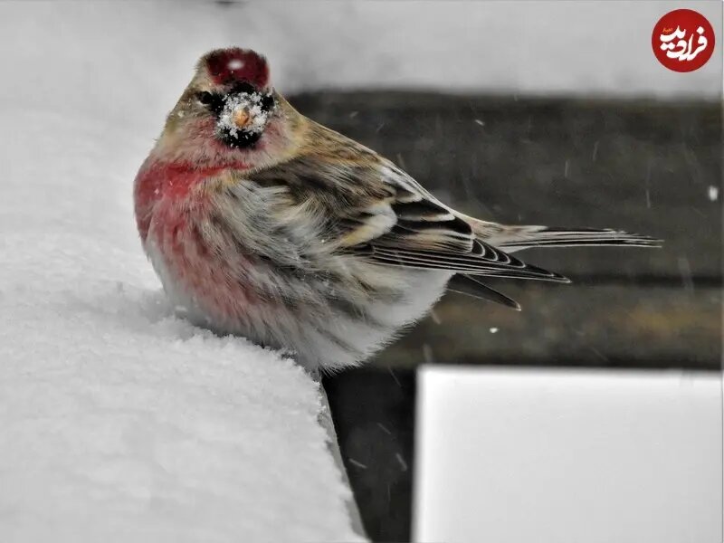 پرندگان زمستان را چگونه می‌گذرانند؟