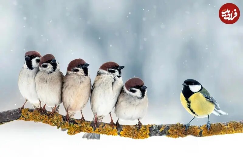 پرندگان زمستان را چگونه می‌گذرانند؟