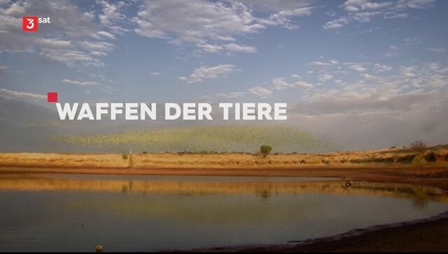 مستند حیات‌وحش «نبرد توانمندی‌های حیوانات» آماده پخش می‌شود