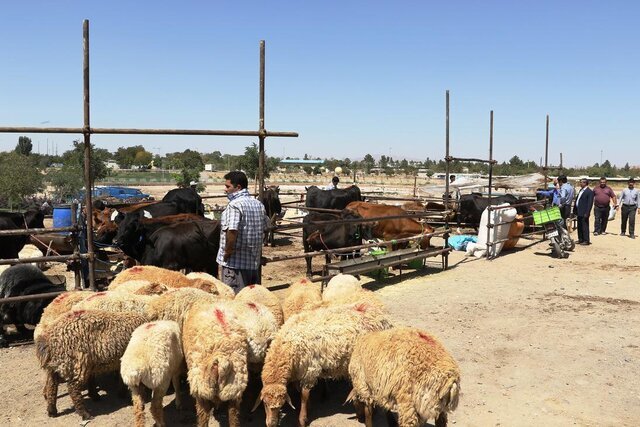 فرماندار سنندج: هیچ مشکلی نباید در تأمین گوشت برای مردم ایجاد شود
