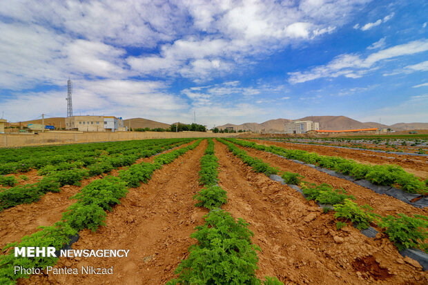 محصولات کشاورزی آب بر در الگوی کشت حذف میشوند