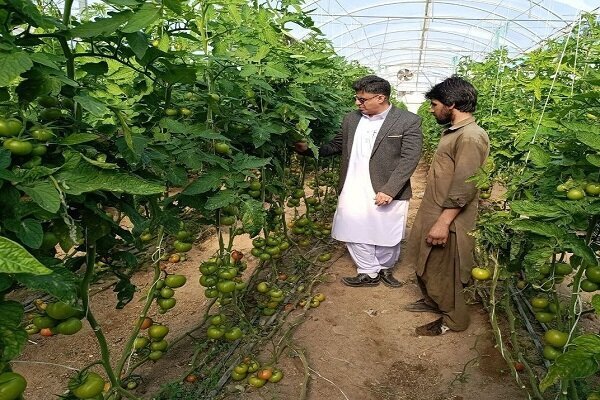 خاش؛ پیشتاز کشاورزی گلخانهای و گسترش بازارهای صادراتی در جنوب شرق