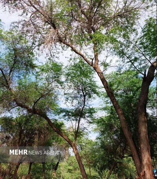 گمبوعه؛ از جنگل دستکاشت تا الگوی توسعه سبز در خوزستان