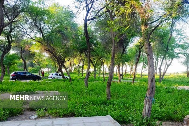 گمبوعه؛ از جنگل دستکاشت تا الگوی توسعه سبز در خوزستان