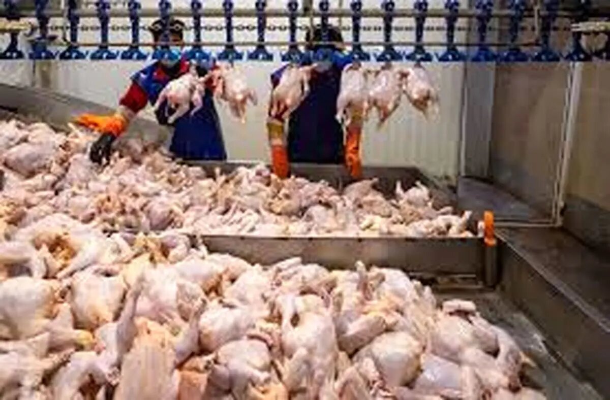 آمادگی ۸۰ واحد مرغداری لرستان برای کشتار ۲ میلیون قطعه مرغ گوشتی و ورود به بازار مصرف