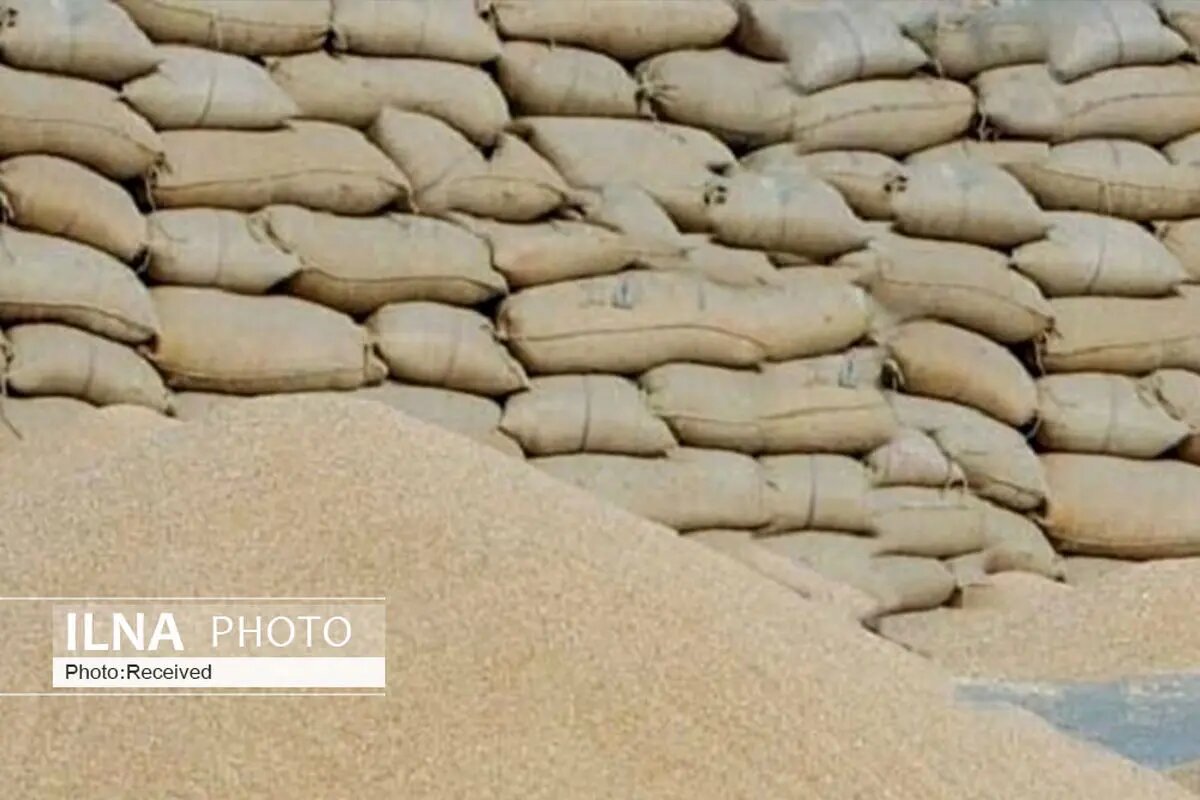 کشف 600 تُن برنج احتکاری در کرج 