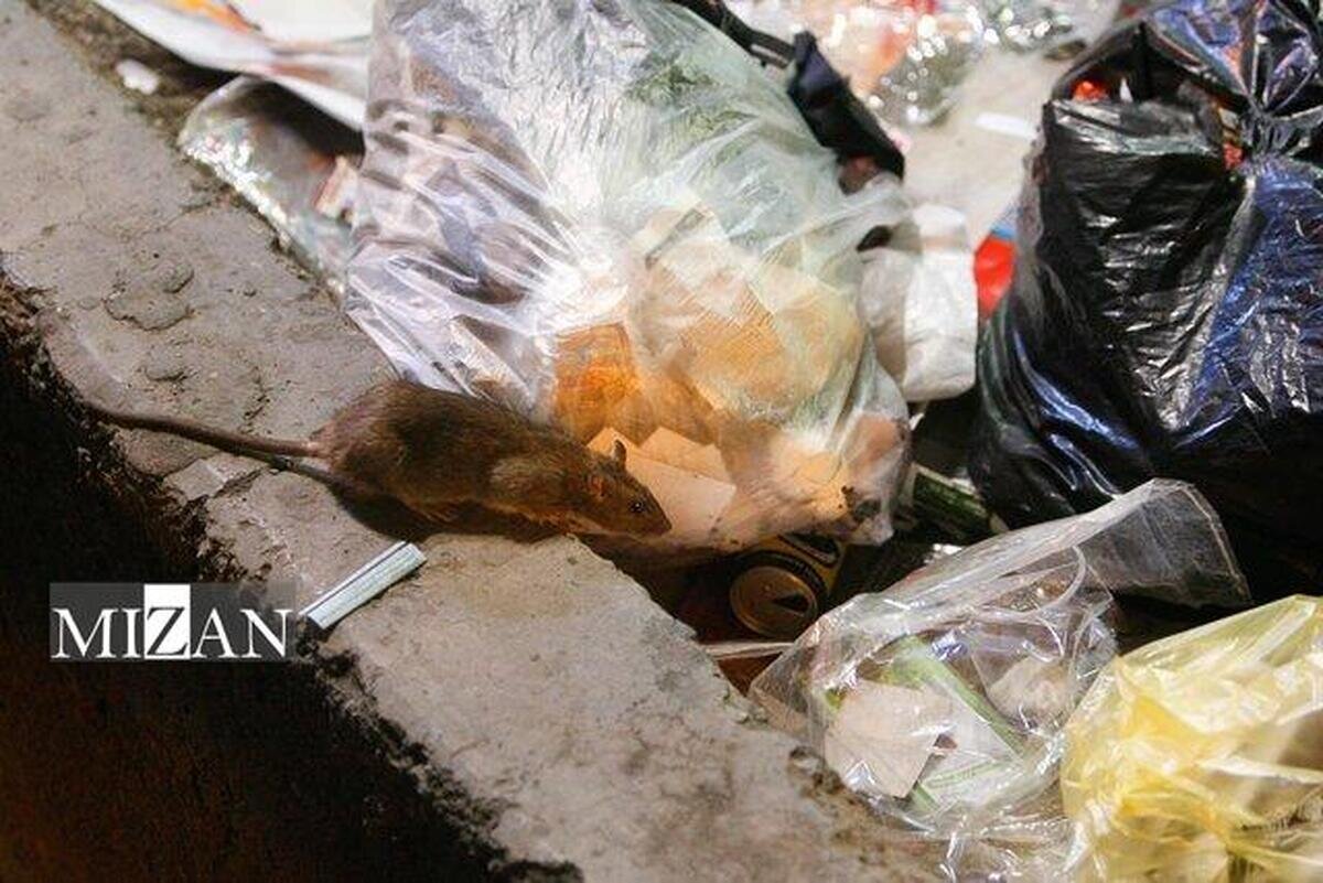 نقش شهروندان در کاهش جمعیت حیوانات موذی/ زبالههای رهاشده خوراک موش، گربه و سگهای ولگرد میشود