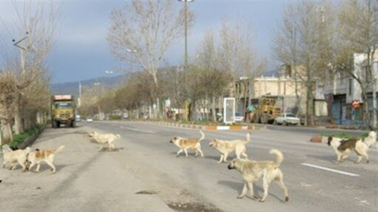 جولان سگ های ولگرد در معابر چالدران اهالی را به دردسر انداخت