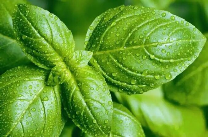 این خوراکی‌ها را هرگز در یخچال نگذارید