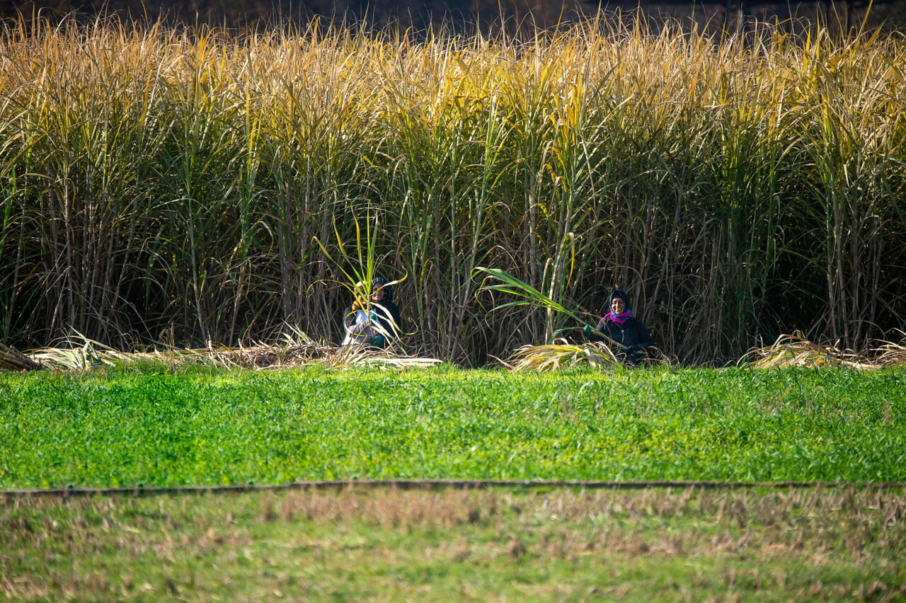 نبض آرام زندگی