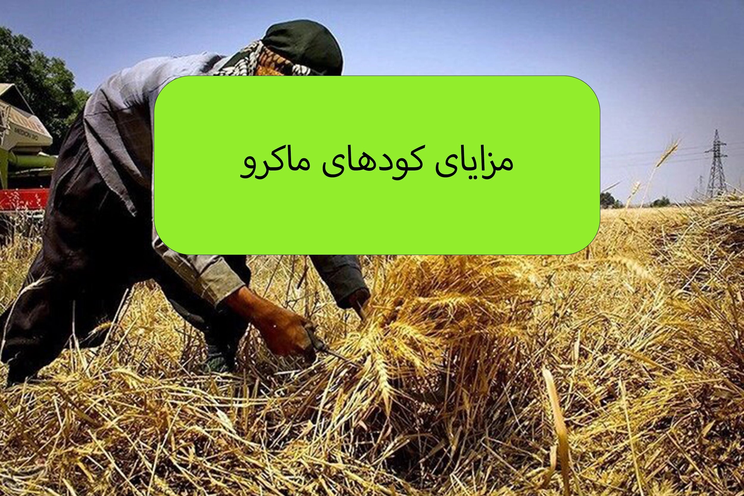 فواید مصرف کود ماکرو چیست؟