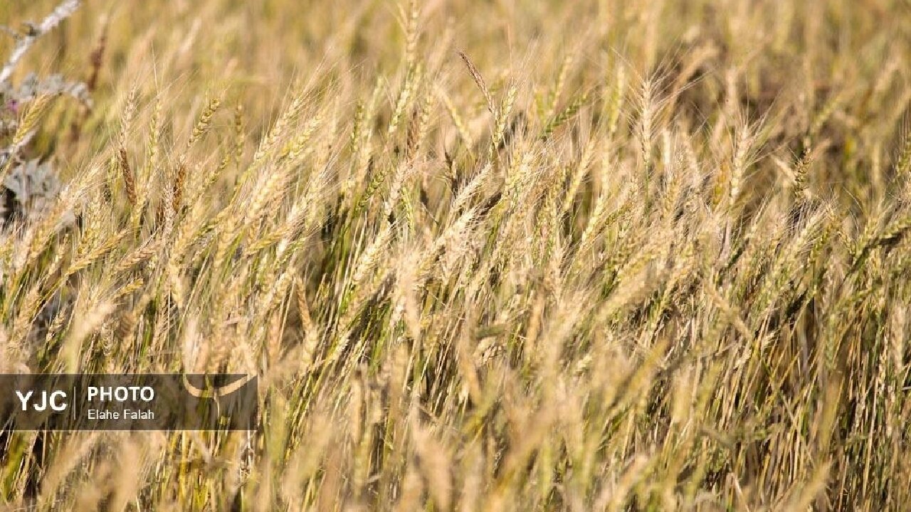 تغییر در آیین‌نامه‌ها و مقررات کشت قراردادی در پی سیاست‌های جدید ارزی