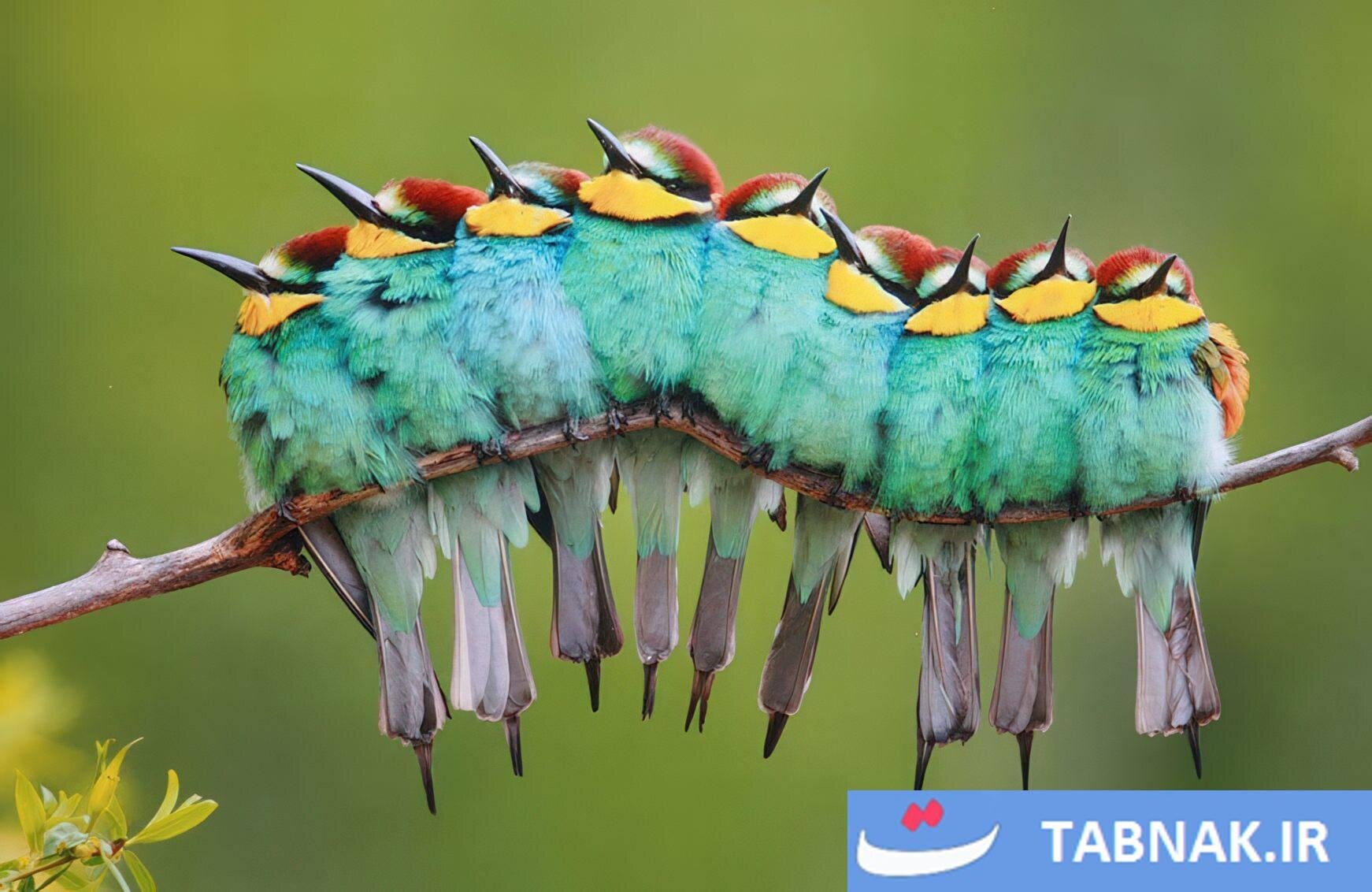 اتحاد پرندگان برای فرار از سرما