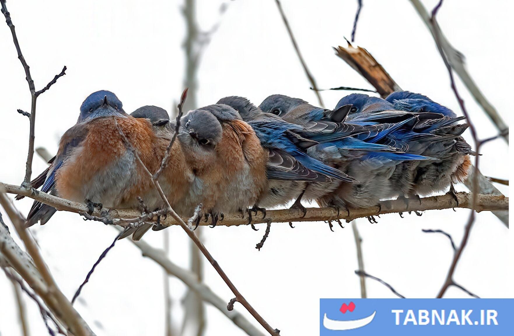 اتحاد پرندگان برای فرار از سرما