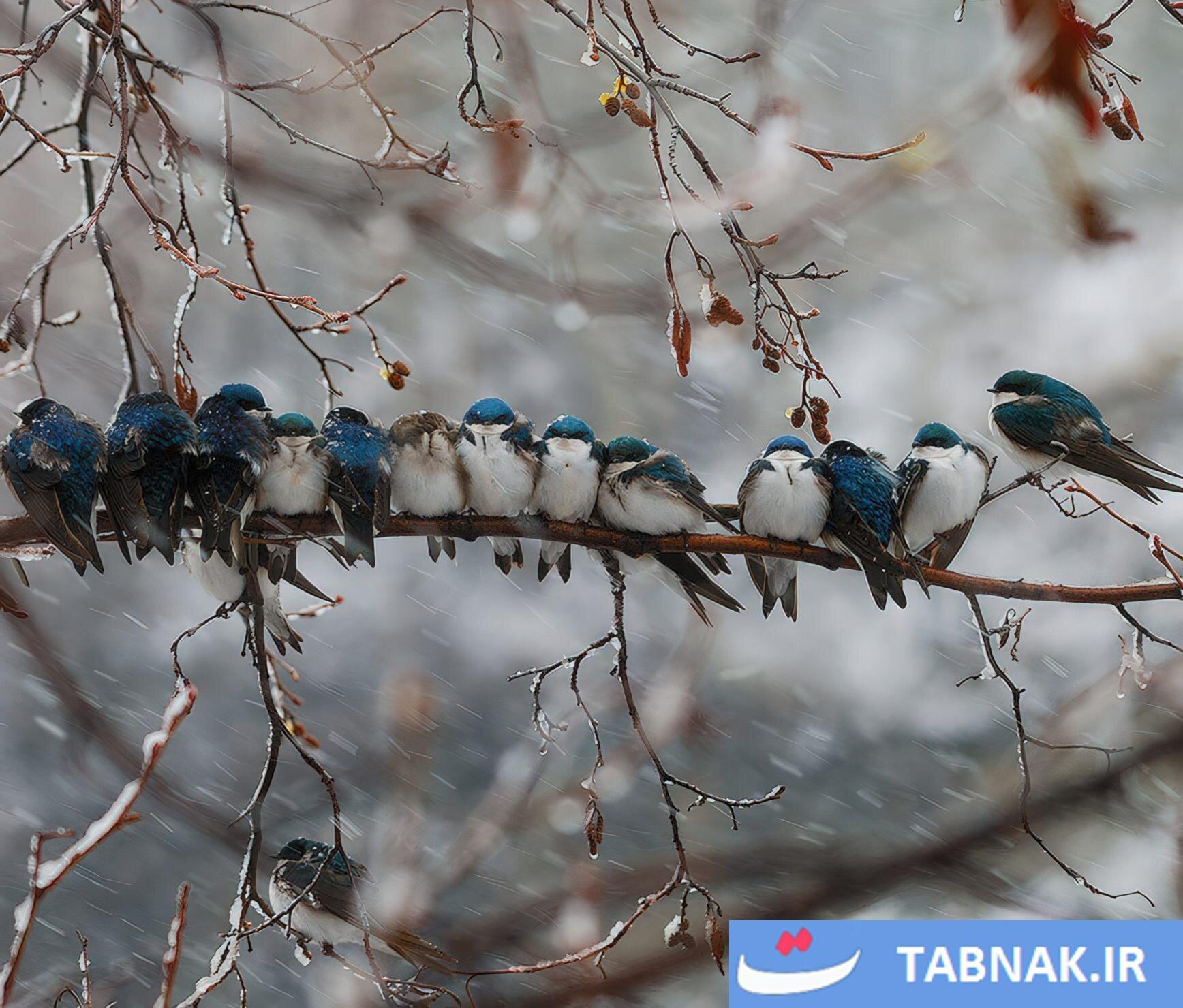 اتحاد پرندگان برای فرار از سرما