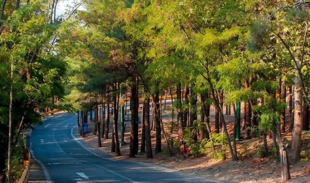 کاشت ۲۵ هزار اصله درخت در بوستان جنگلی چیتگر