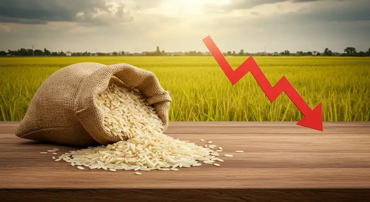قیمت برنج هندی کاهش یافت