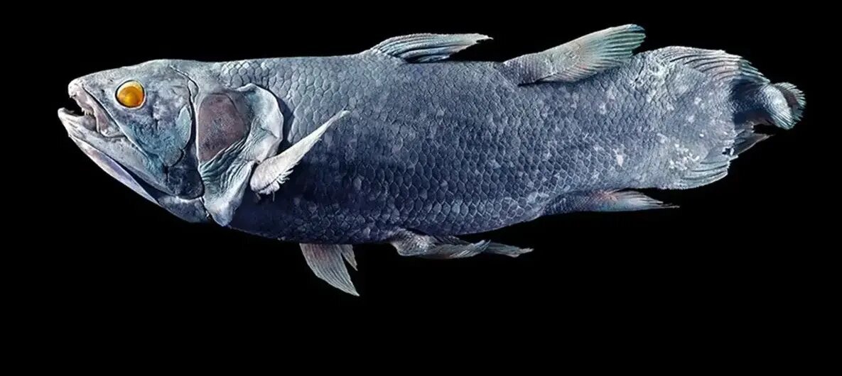 کشف هیولایی که تصور میشد میلیونها سال قبل منقرض شده است | عکس