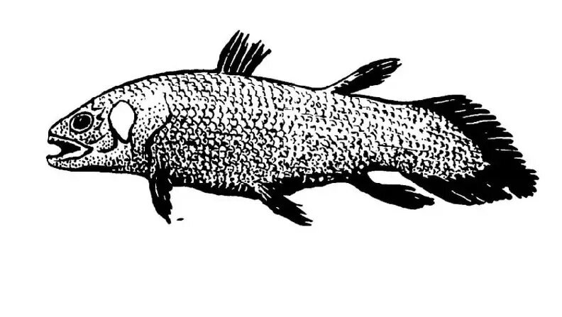 کشف هیولایی که تصور میشد میلیونها سال قبل منقرض شده است | عکس