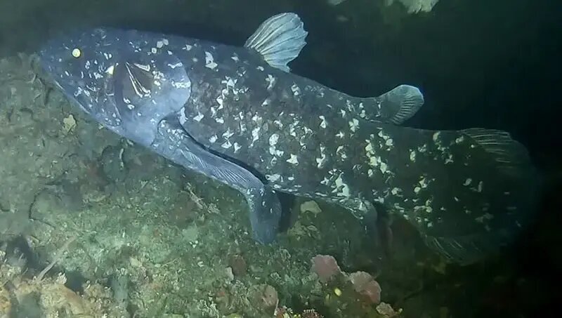 کشف هیولایی که تصور میشد میلیونها سال قبل منقرض شده است | عکس