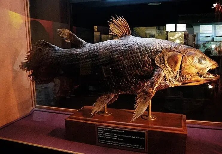 کشف هیولایی که تصور میشد میلیونها سال قبل منقرض شده است | عکس