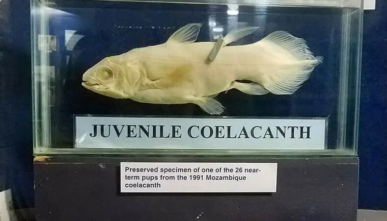 کشف هیولایی که تصور میشد میلیونها سال قبل منقرض شده است | عکس