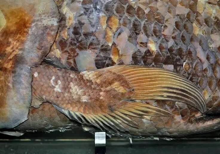 کشف هیولایی که تصور میشد میلیونها سال قبل منقرض شده است | عکس